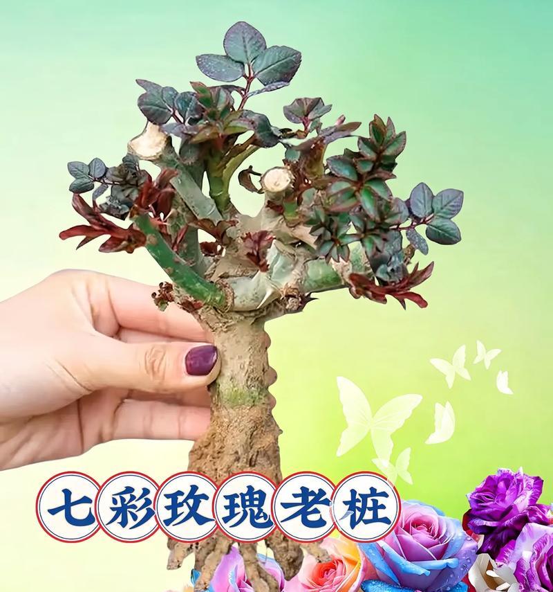 光照不足的院子适合种植哪种玫瑰？