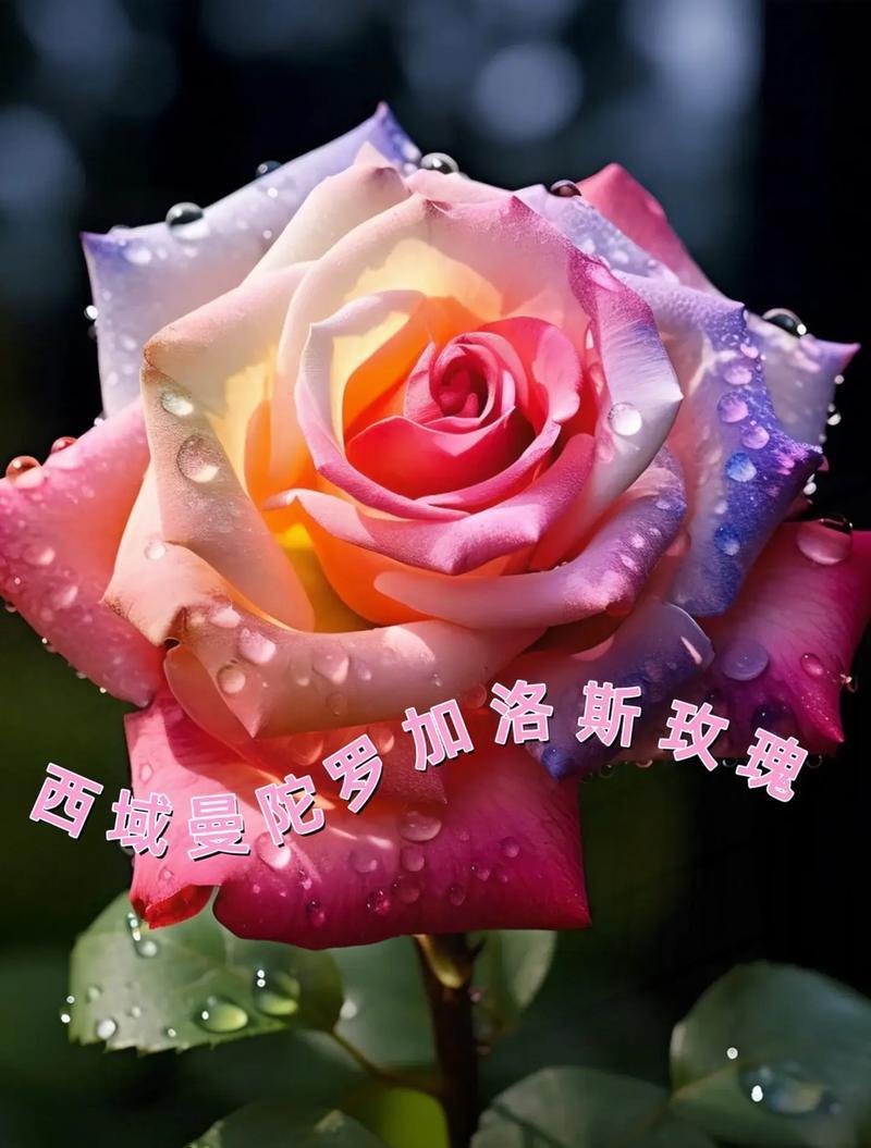 来自姐姐的爱花语是什么？姐姐的爱用哪种花表达？