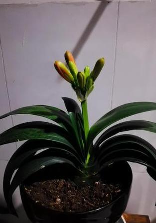 什么品种君子兰开花多又好养？哪种君子兰最适合初学者？