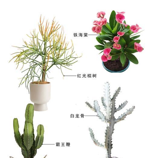 白龙骨仙人掌修剪方法是什么？