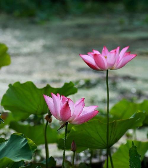 狂妄的花语是什么？狂妄的花有什么寓意吗？