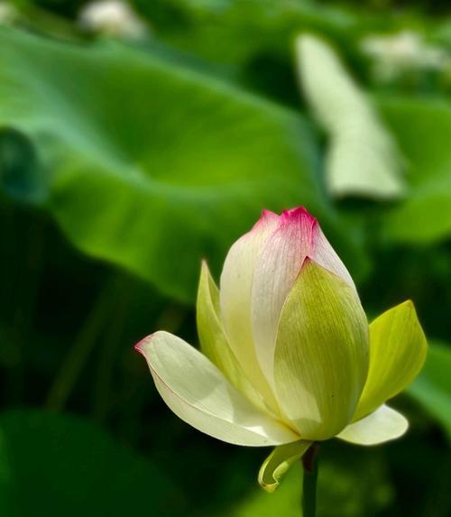 狂妄的花语是什么？狂妄的花有什么寓意吗？