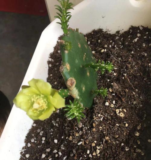 用开水去皮对仙人掌有伤害吗？去皮后如何正确养殖仙人掌？
