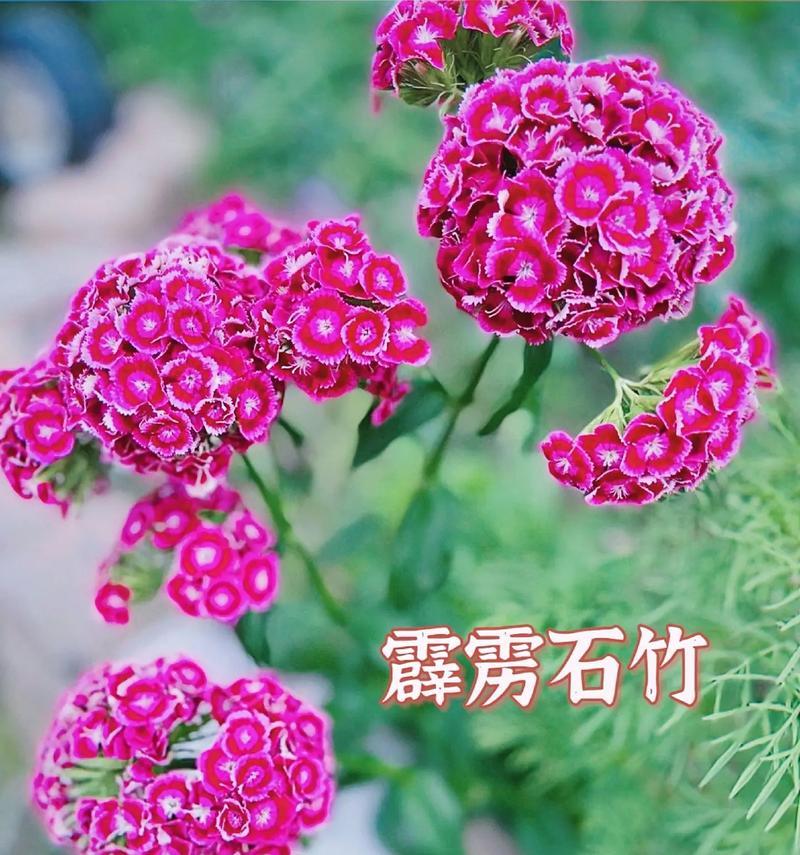 冬季石竹花语有哪些寓意？