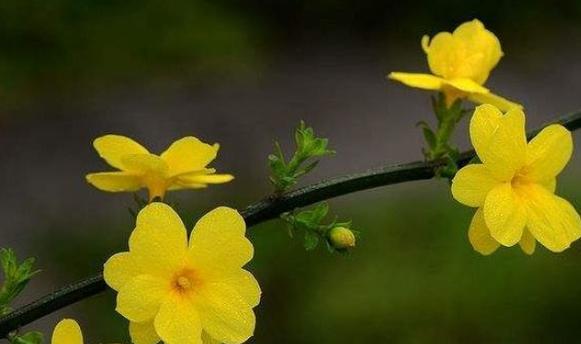 灌木开花的花语和寓意是什么？灌木开花象征着什么？