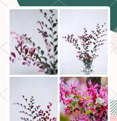 灌木开花的花语和寓意是什么？灌木开花象征着什么？