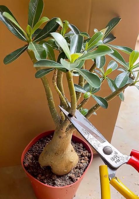 玫瑰花修剪后应如何进行管理？