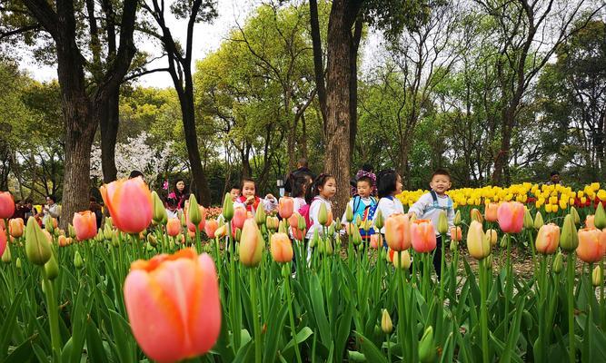 美杜莎郁金香花语是什么？这种花语背后隐藏着怎样的故事？
