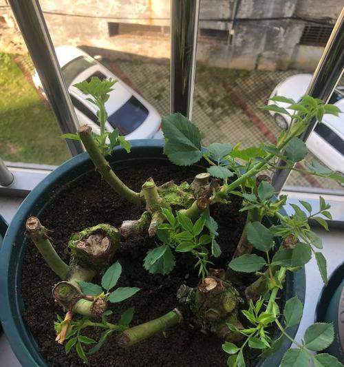玫瑰花发芽需要哪些种子？怎样挑选和处理种子？