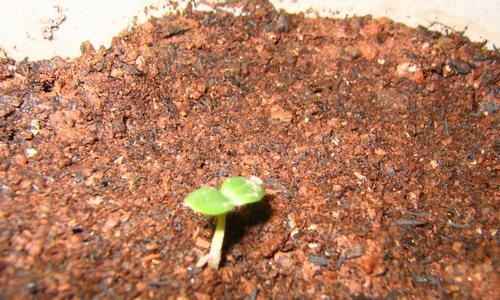 玫瑰花发芽需要哪些种子？怎样挑选和处理种子？
