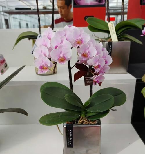 “再次在一起”的花语是什么？
