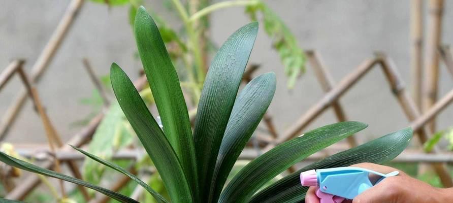 绿色花君子兰开花的条件是什么？如何促进其开花？
