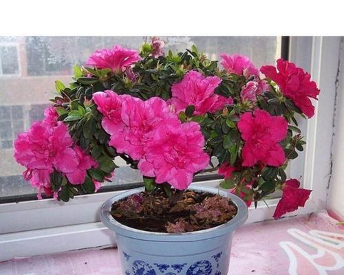杜鹃牡丹花的开花时间是什么时候？