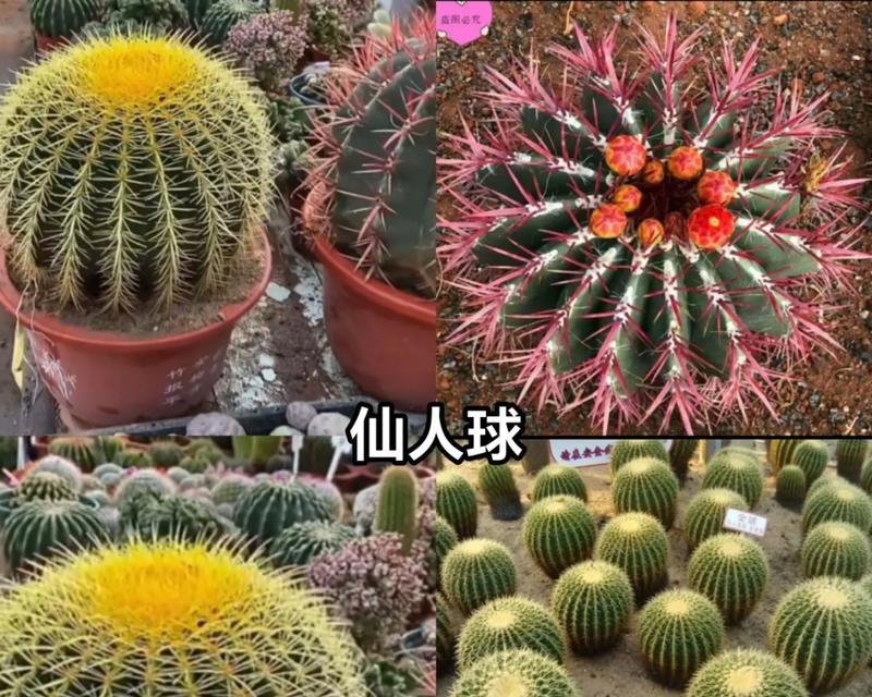 仙人球顶的品种有哪些特点？