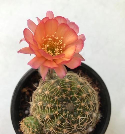 仙人球顶的品种有哪些特点？