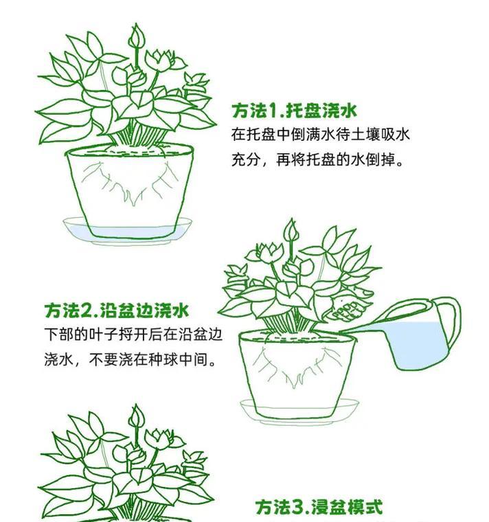 彩虹玫瑰花浇水的正确方法是什么？
