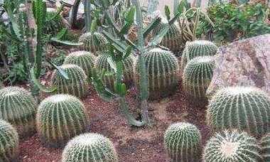 仙人球种植土壤的选择标准是什么？