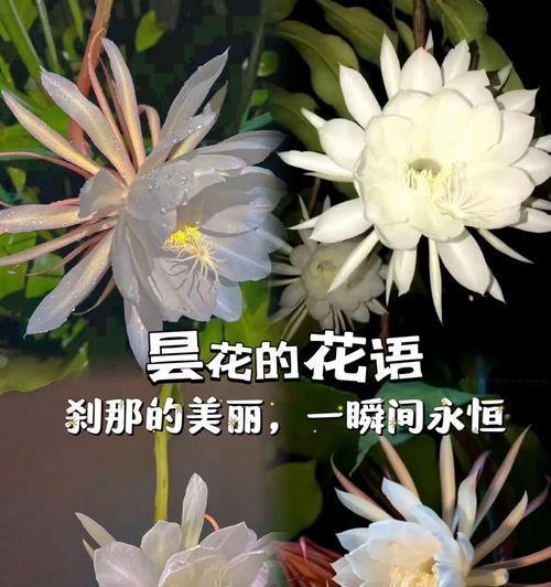 两朵昙花的花语有何寓意？