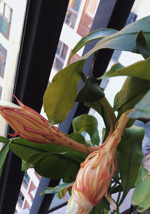 两朵昙花的花语有何寓意？