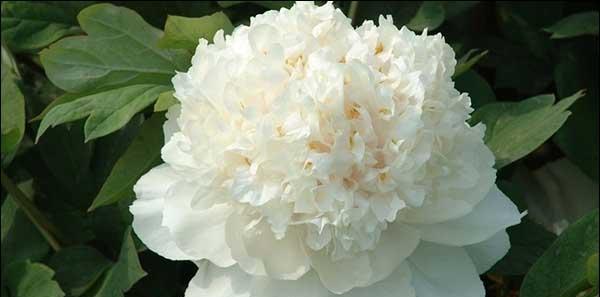 粉白花苞牡丹花的特点是什么？