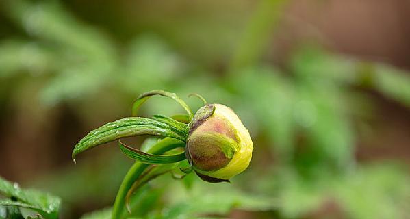 粉白花苞牡丹花的特点是什么？