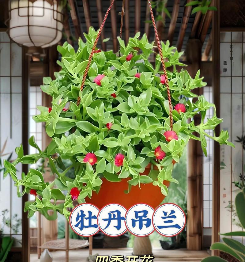 小青菜牡丹花的种植方法是什么？