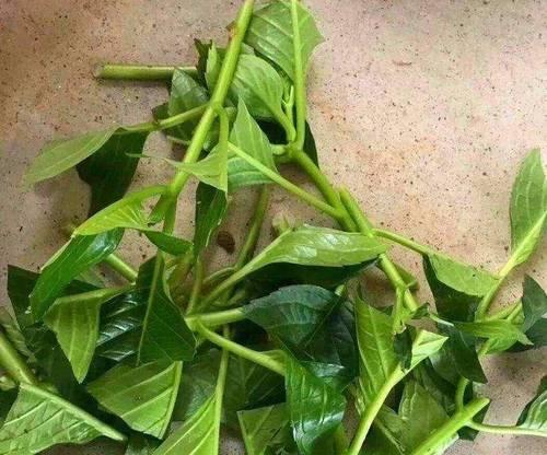 小青菜牡丹花的种植方法是什么？