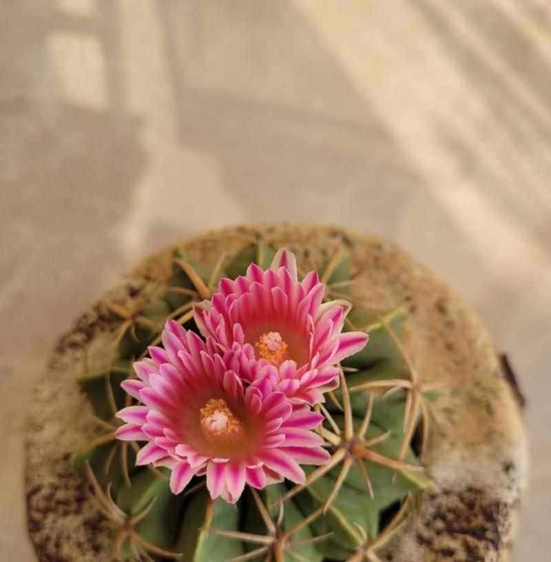 仙人掌盆栽刺球的种植技巧是什么？如何保证成活率？