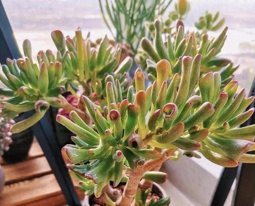 哪种花代表接财？花语接财的花是什么？