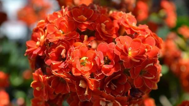 哪种花代表接财？花语接财的花是什么？