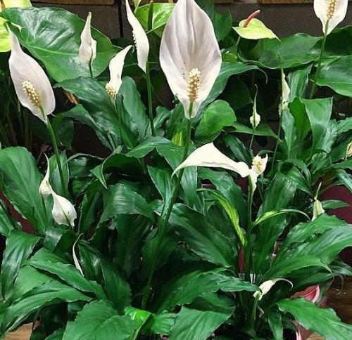 哪种花代表接财？花语接财的花是什么？