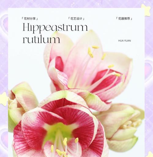 黄色朱顶红的花语和寓意是什么？