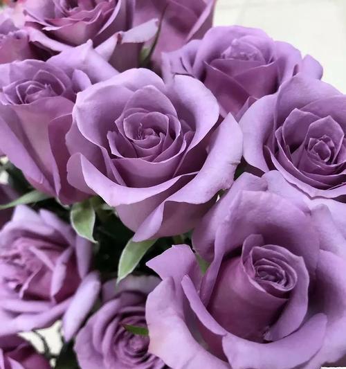玫瑰花的反面花语是什么？玫瑰花代表的负面情感是什么？