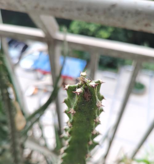 仙人掌杆子种植步骤是什么？需要注意哪些事项？