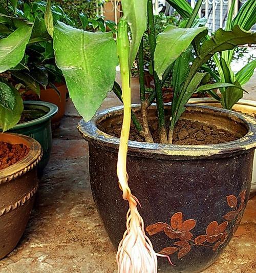 仙人掌杆子种植步骤是什么？需要注意哪些事项？
