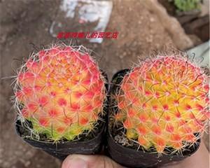 狮子仙人球养殖有哪些好方法？如何养得更好？