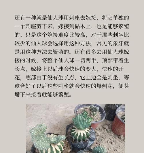 红蚂蚁仙人掌的养殖方法是什么？