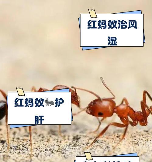红蚂蚁仙人掌的养殖方法是什么？