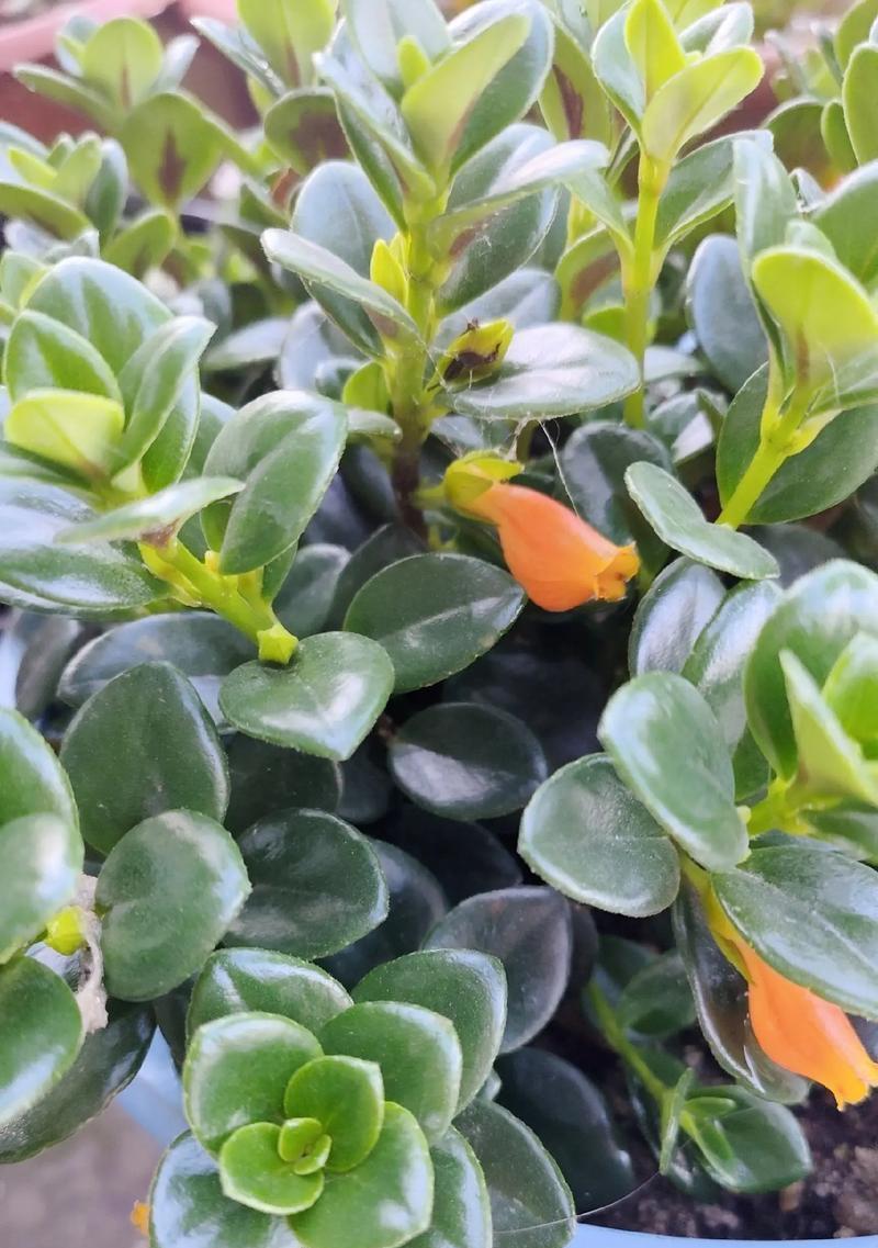 多肉植物的花语通常是什么？