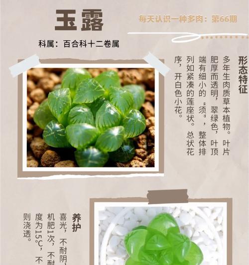 多肉植物的花语通常是什么？