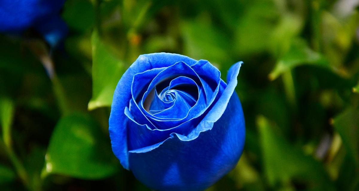 哪种花的花语是奇迹？它象征着什么？