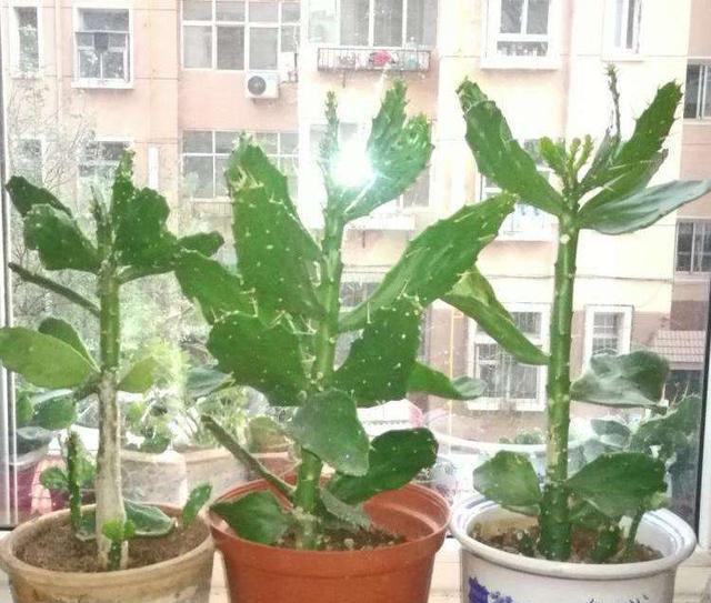 仙人掌侧枝繁殖的方法有哪些？如何确保繁殖成功？