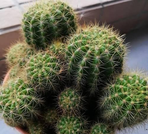 单头仙人球植物繁殖方法？繁殖过程中应注意什么？