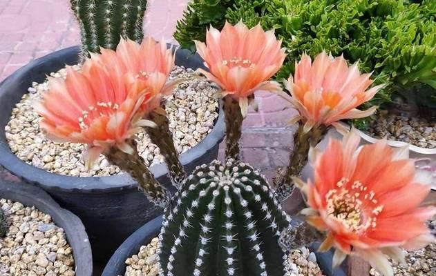 单头仙人球植物繁殖方法？繁殖过程中应注意什么？