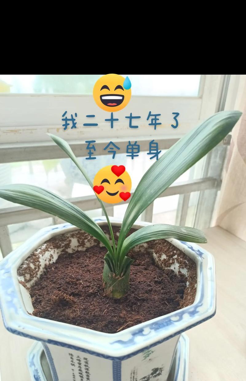 君子兰新买回家如何栽种？怎样确保其成活率？