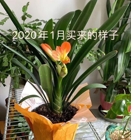 君子兰新买回家如何栽种？怎样确保其成活率？