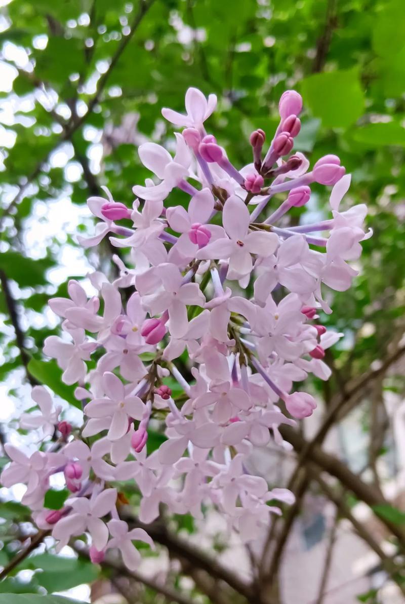 丁香花束花语寓意是什么？丁香花传递的特殊情感是什么？