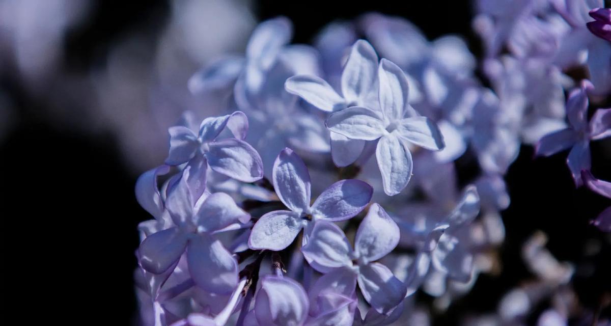 丁香花束花语寓意是什么？丁香花传递的特殊情感是什么？