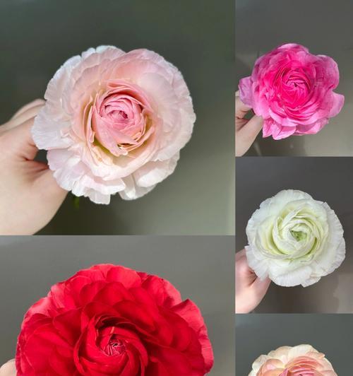混色牡丹花插花的美观技巧有哪些？