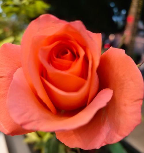 18朵玫瑰花的花语有何特别含义？